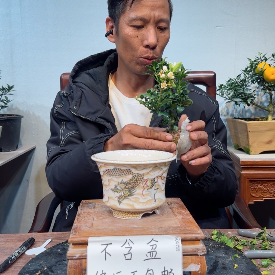 当前无花朵，栽培后可花朵H**.