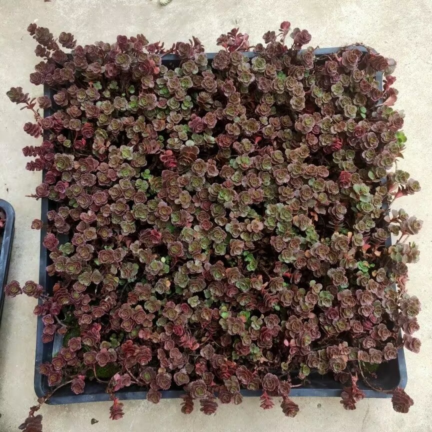 红景天宿根小玫瑰多年生草坪花镜搭配地被好养