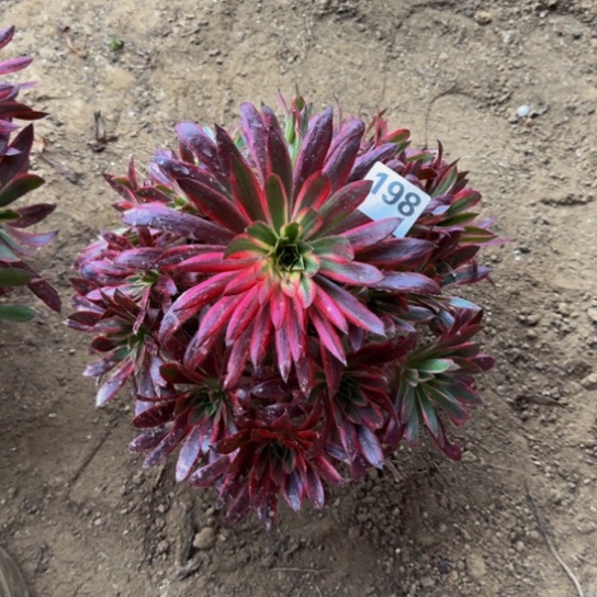 孔雀锦3号棚198多肉植物