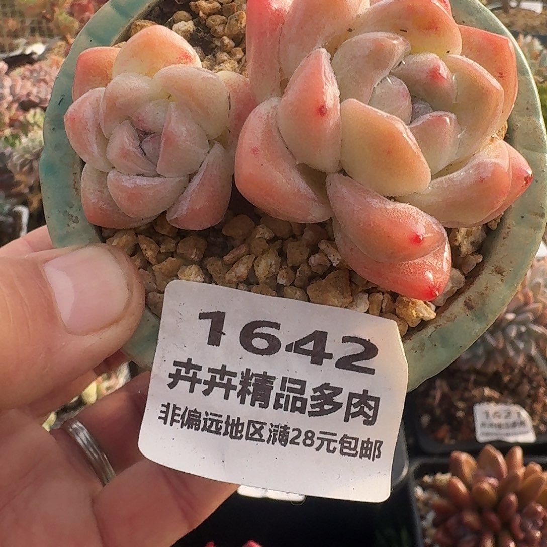 1642 卉卉精品多肉 非偏远地区满28元包邮