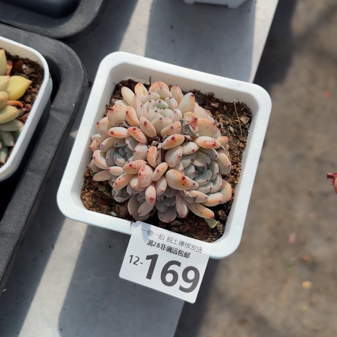 雪爪老桩整群多肉