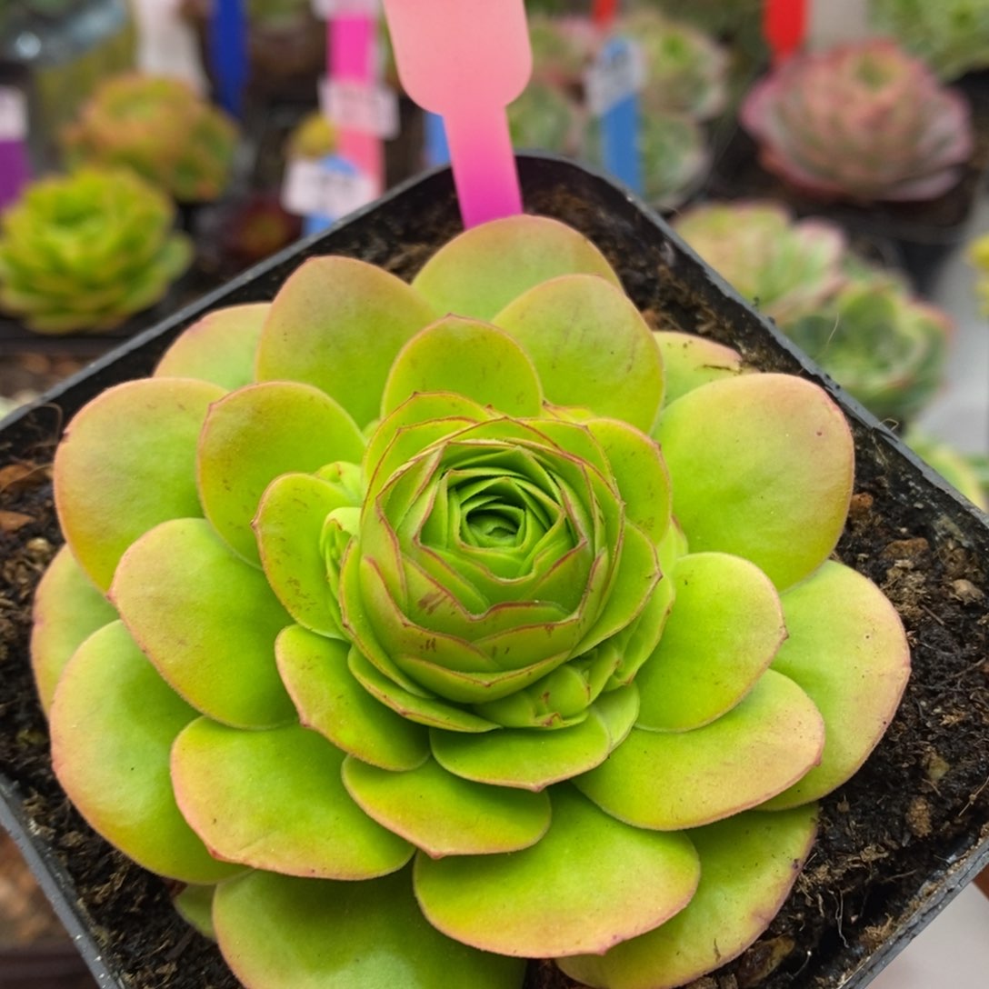 绒霄———山地玫瑰