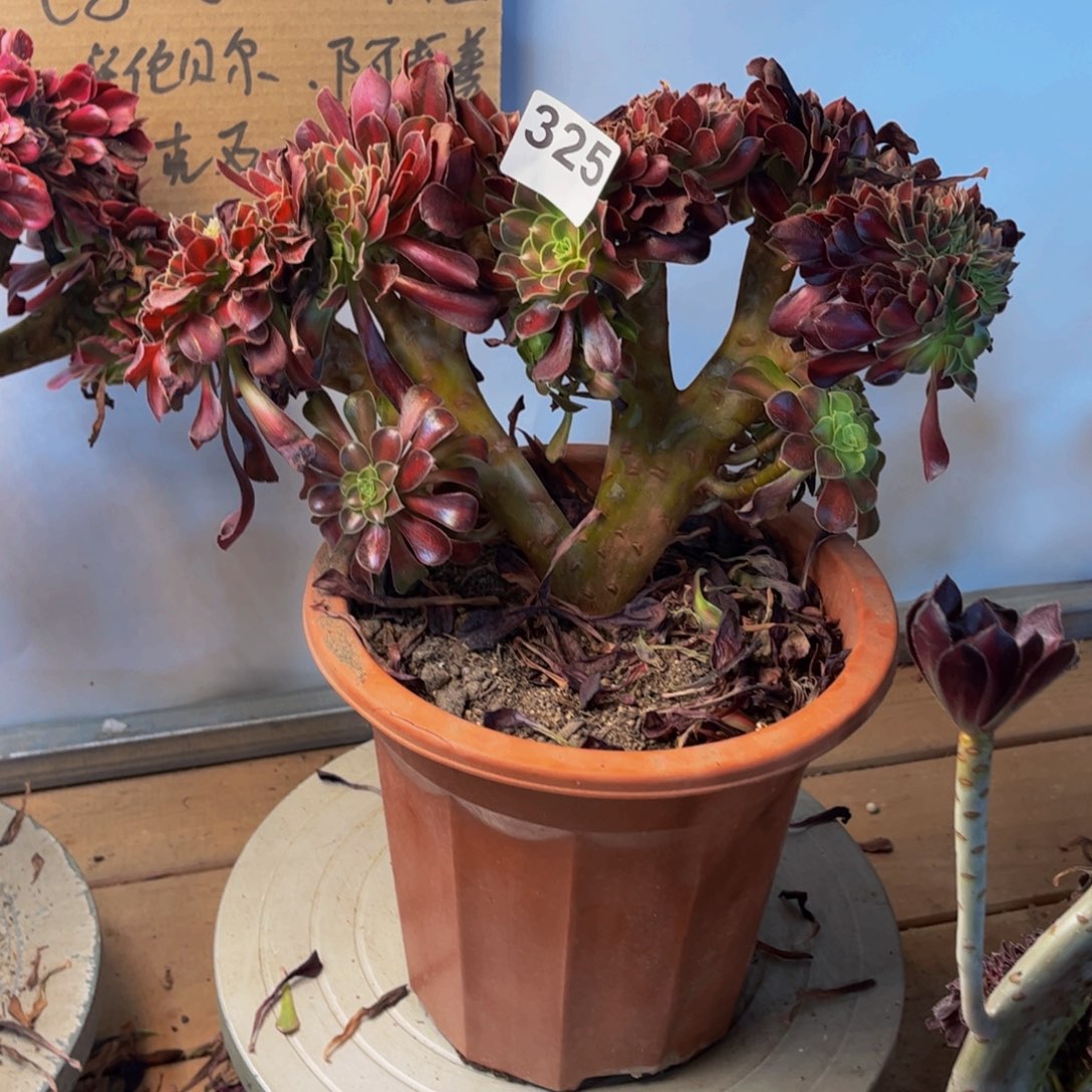潍***司多肉植物花纳锦缀325