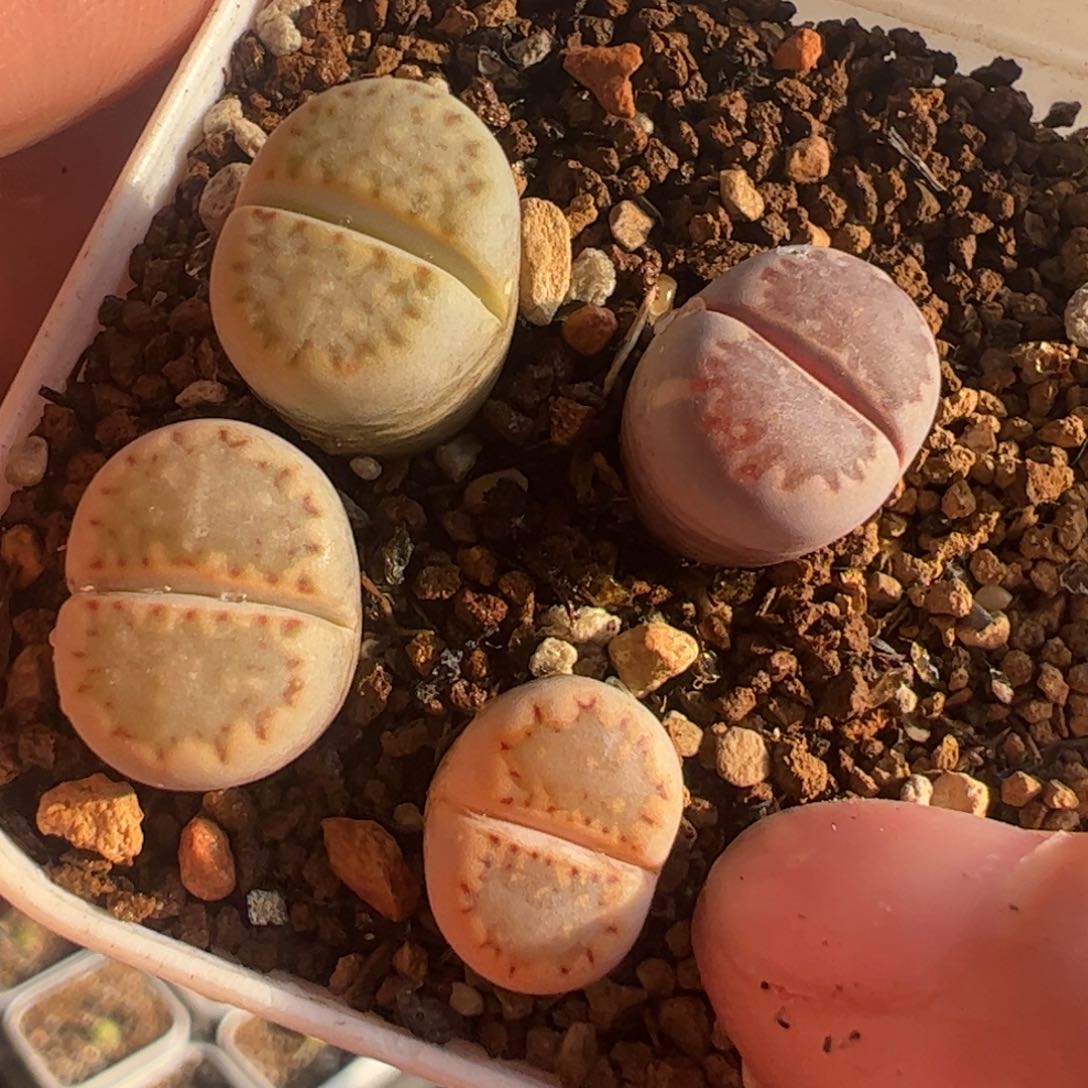 特价一组饼干带盆多肉植物