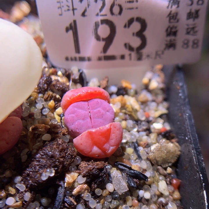 精品生石花226.193蔓越莓