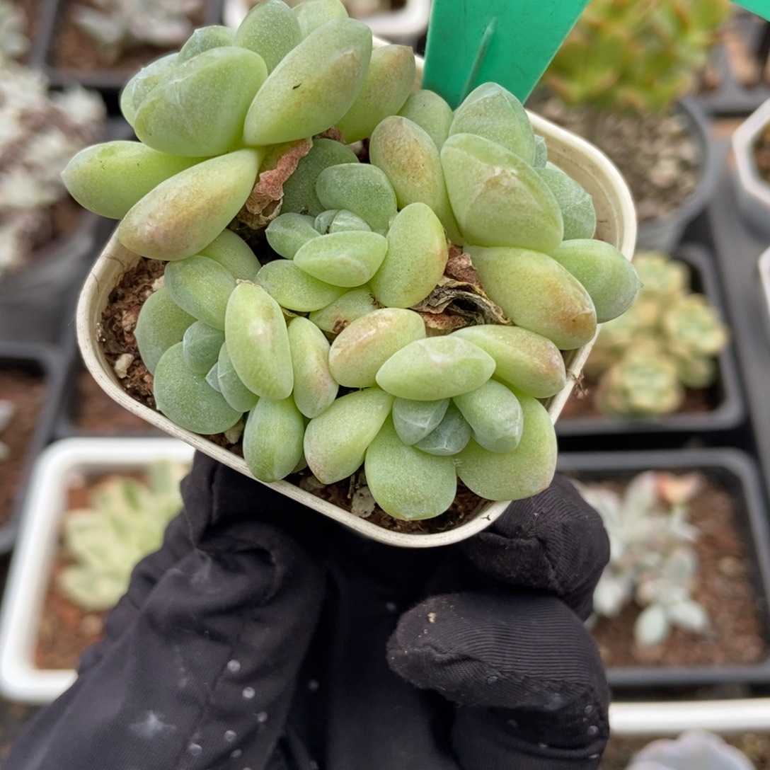 1596冰玉多肉植物保护