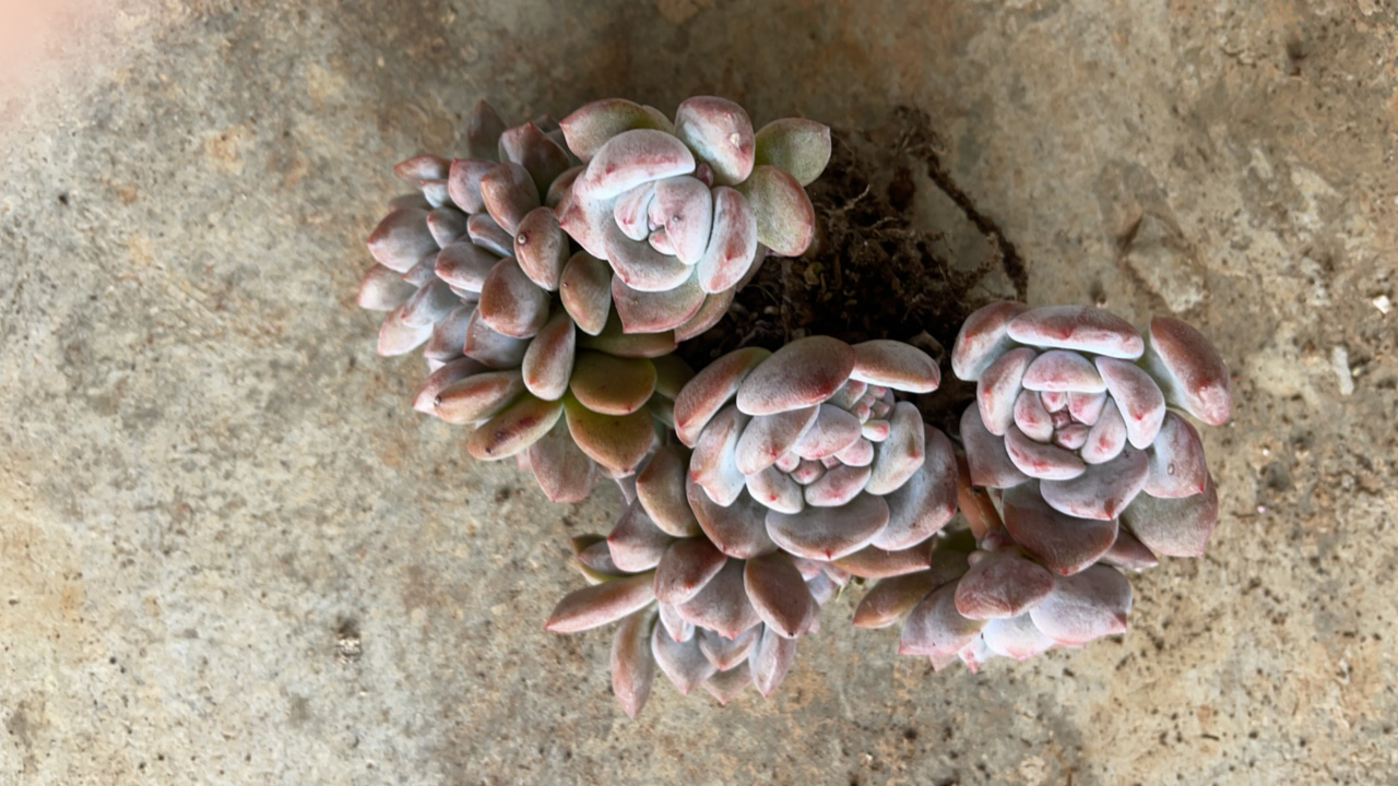 橙梦露精品多肉1号链接寄养