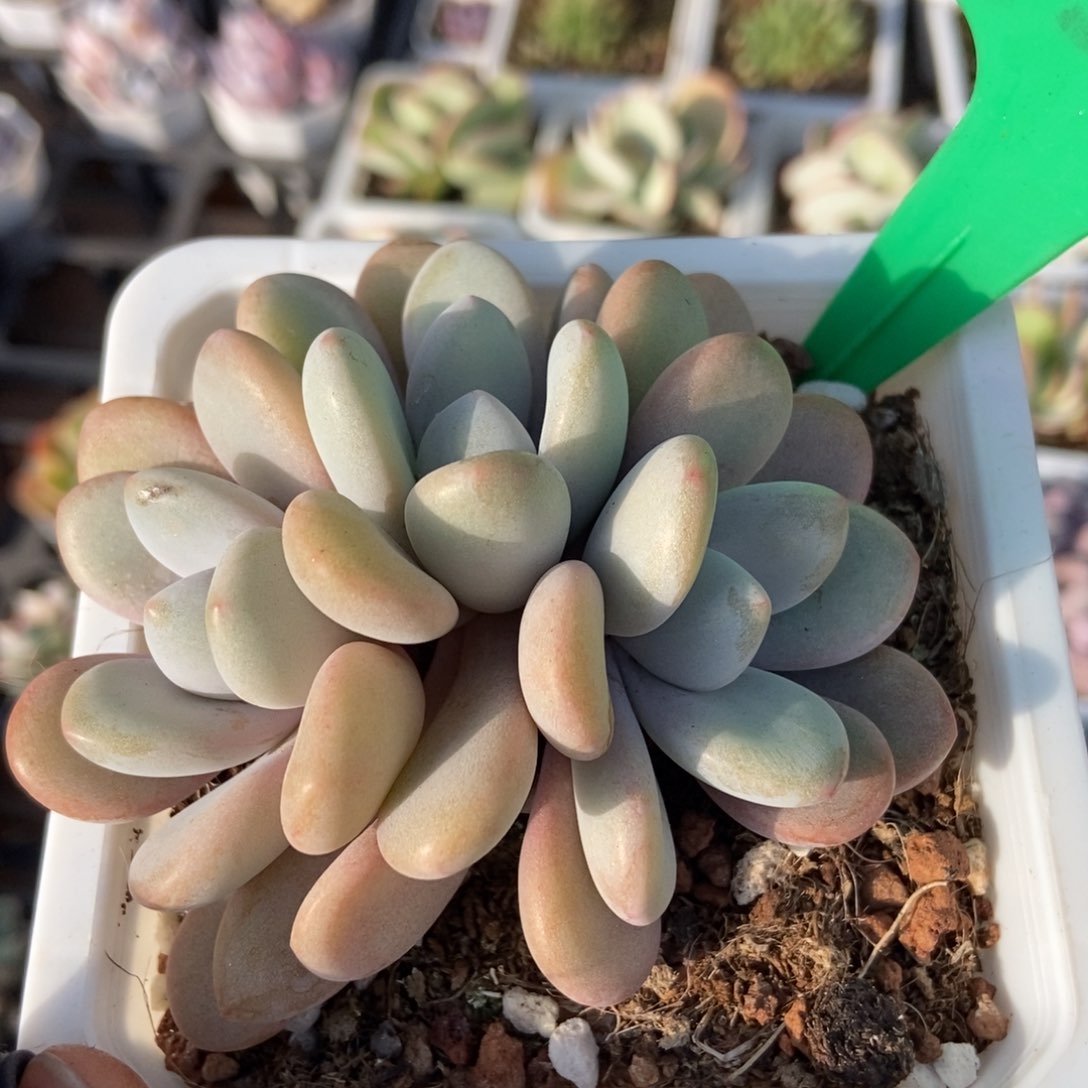 756粉兔多肉植物保护