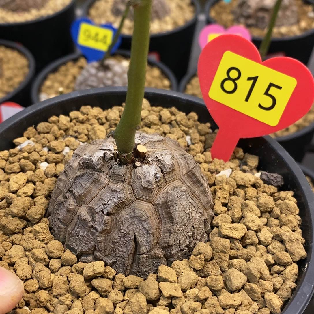 南非龟甲龙龟甲龙