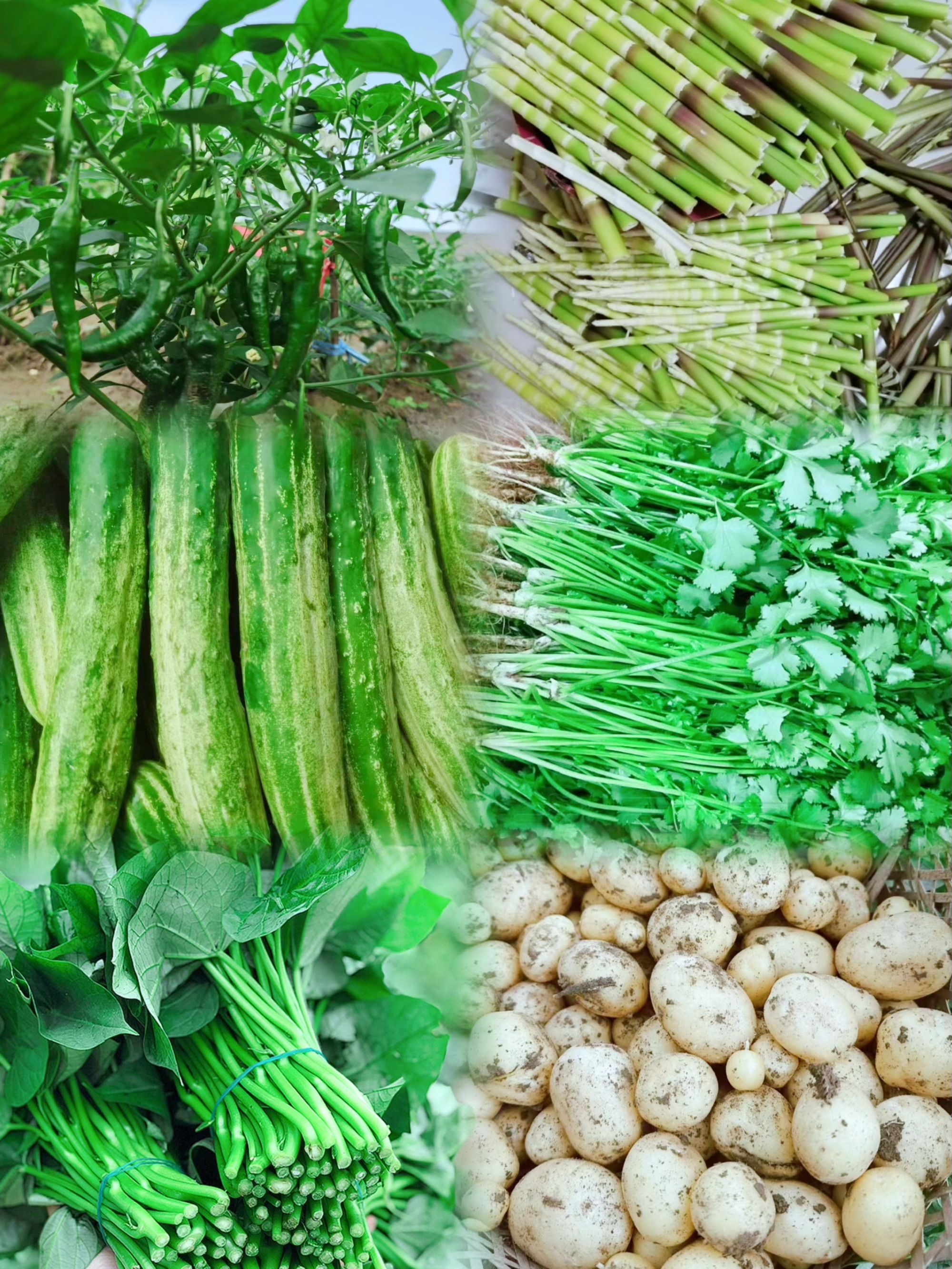 【新鲜蔬菜】季节时蔬本地黄瓜茄子空心菜应季蔬菜