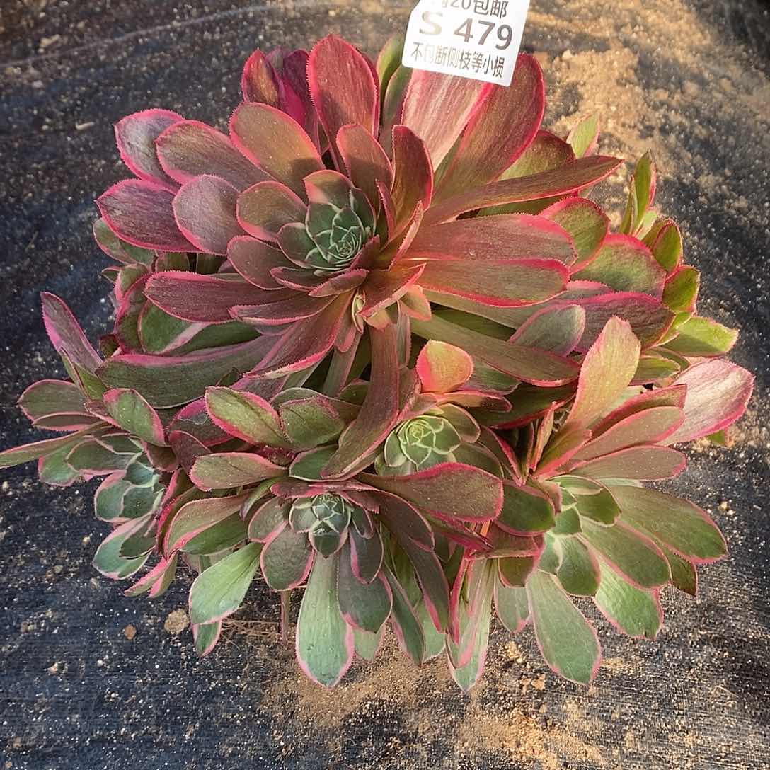 479粉花妖多肉法师锦