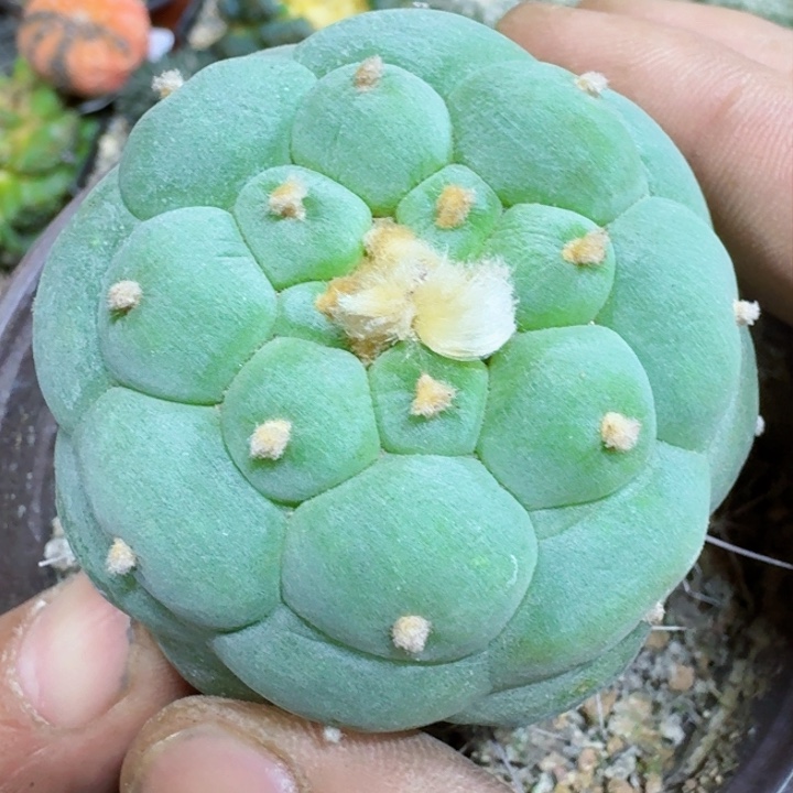 福利苗接大尤233
