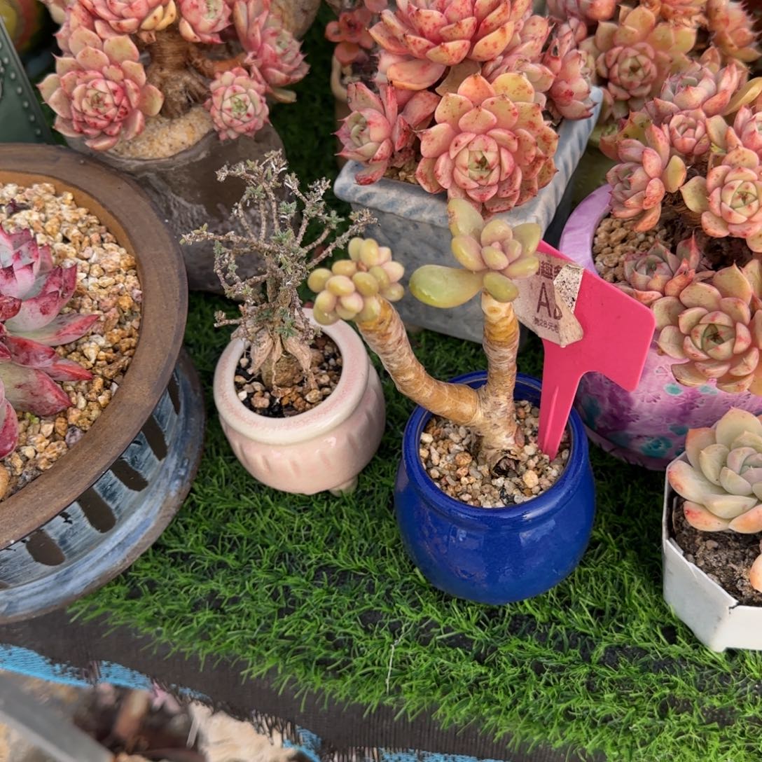 l***a多肉植物，东北人老庄哇塞……