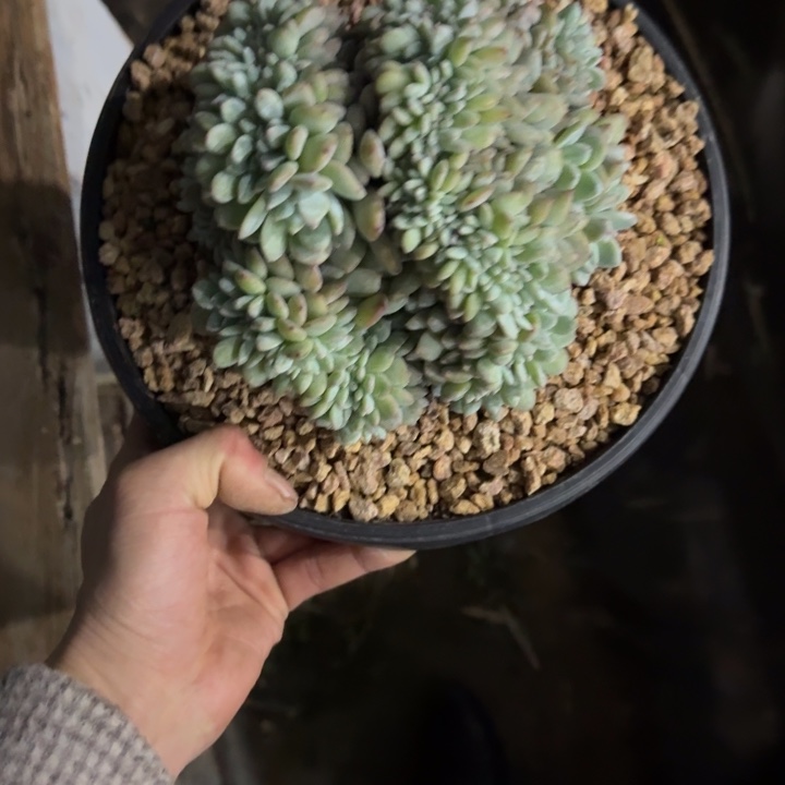 星影缀化盘龙缀化