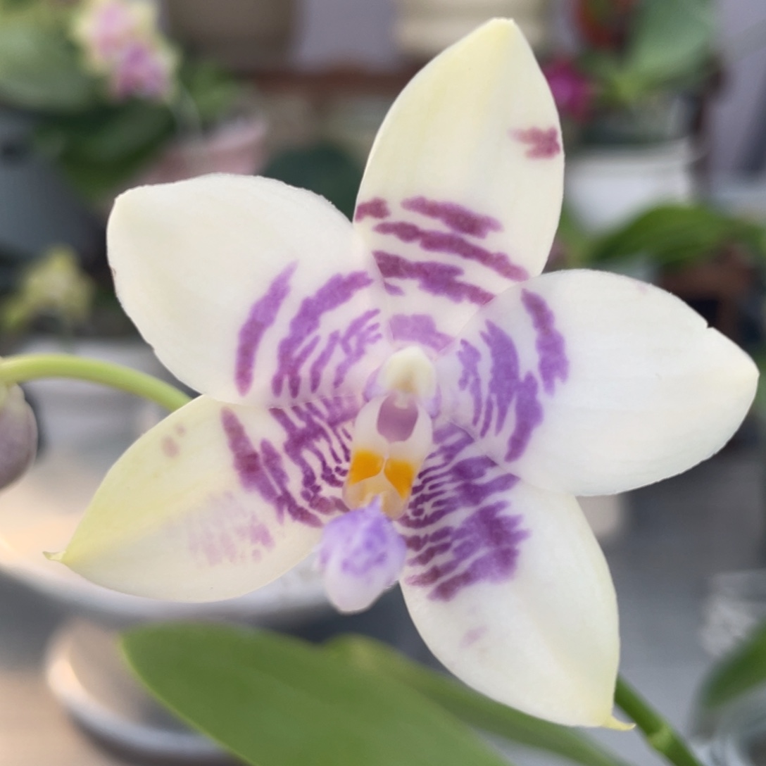 完全开放YC82，2.5杯开花株