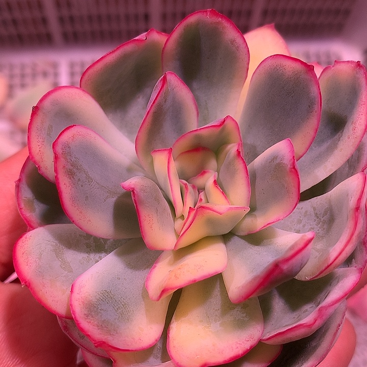 晨露锦锦锦锦锦锦锦