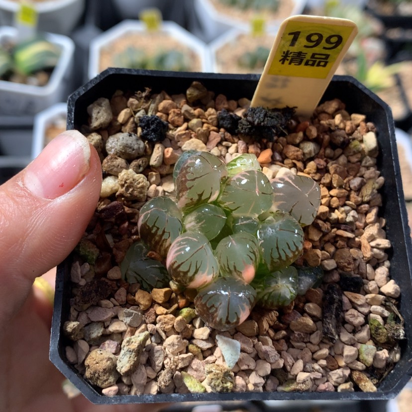 【闪购商品】199灵犀