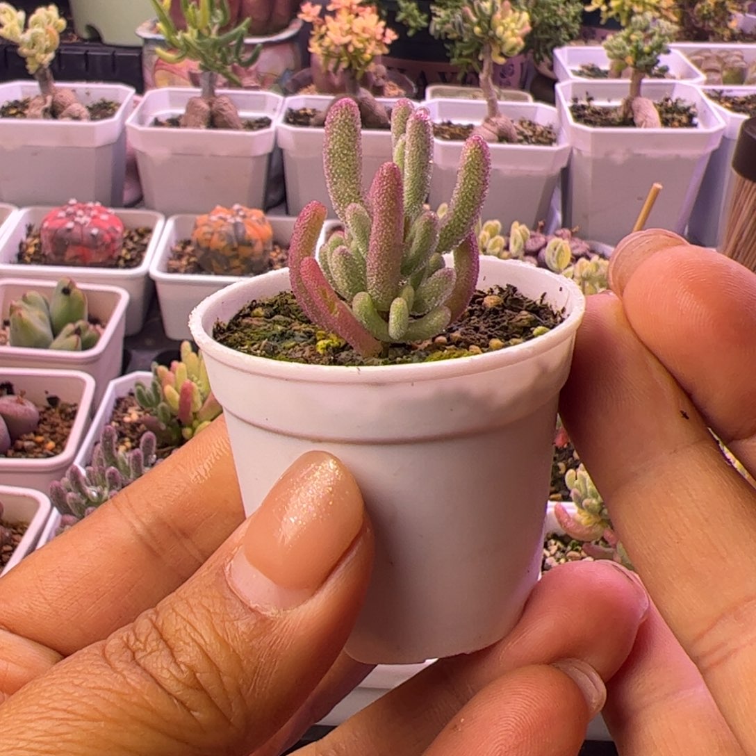 06多肉植物枝干超紫