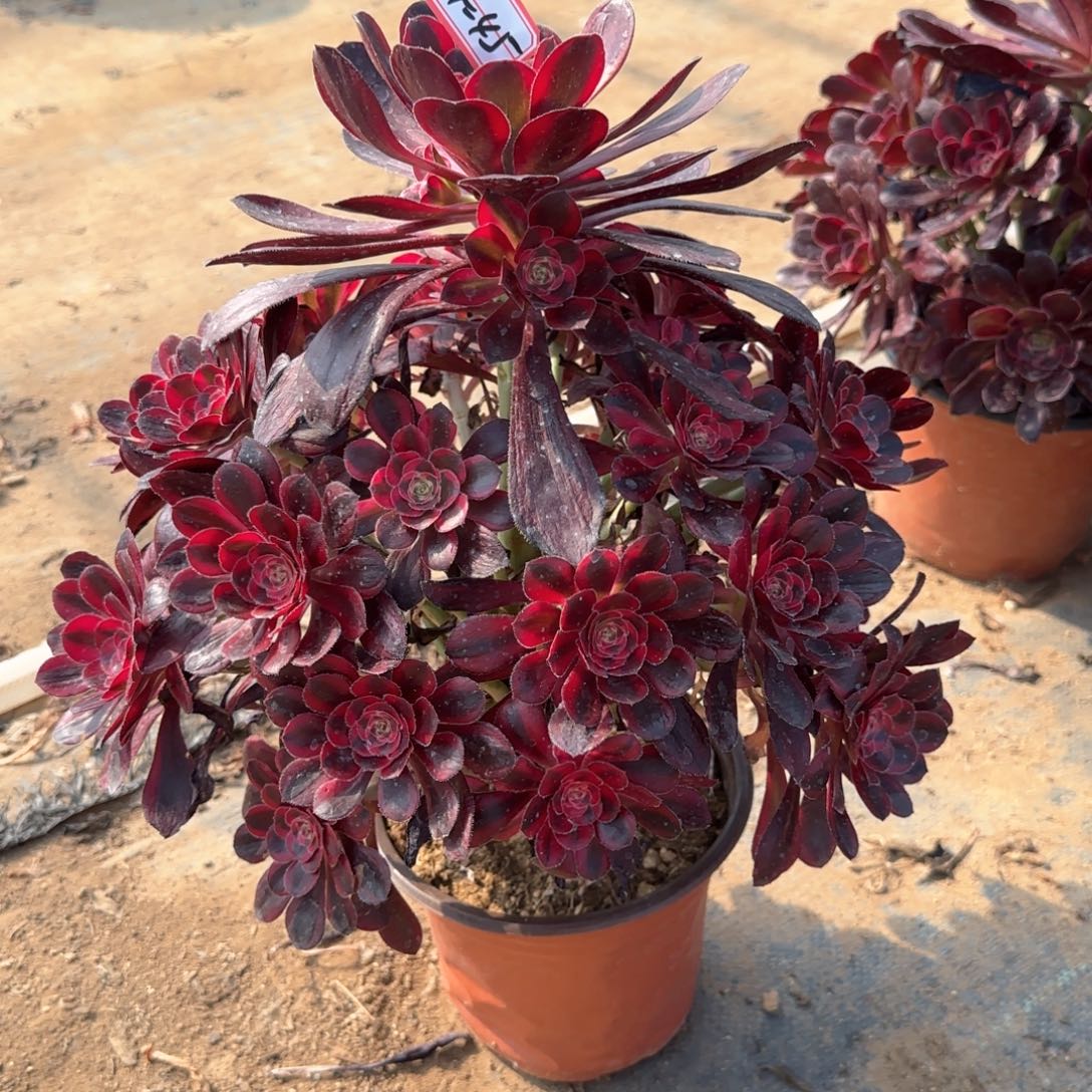 24-45丽娜多肉植物