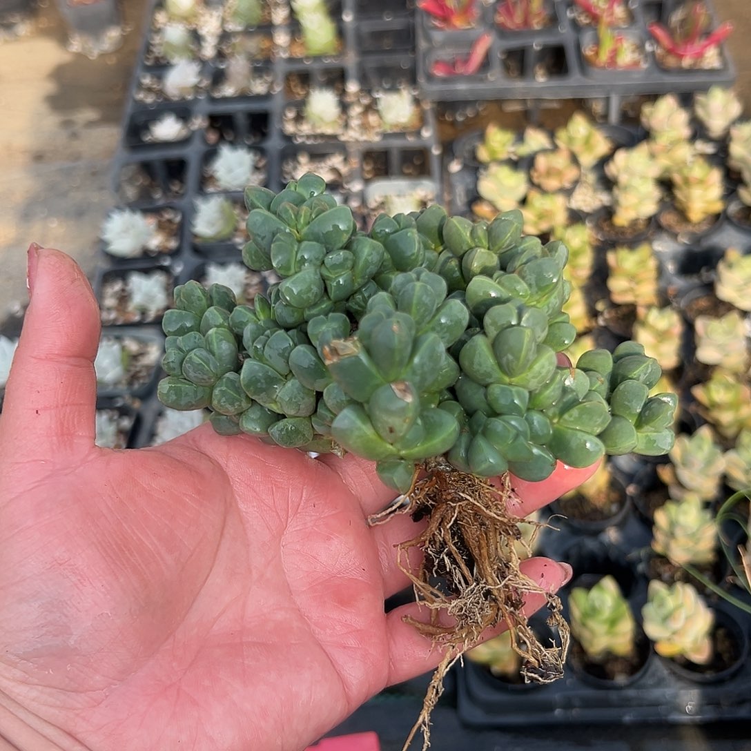 多肉植物老庄鹿角海棠