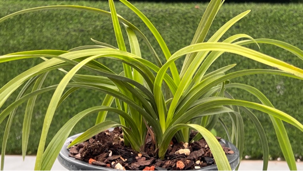 惠兰头型草盆景草