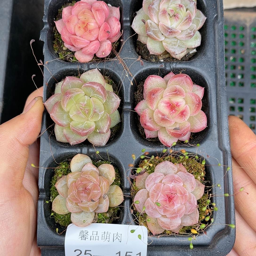 多肉一物一拍25-151