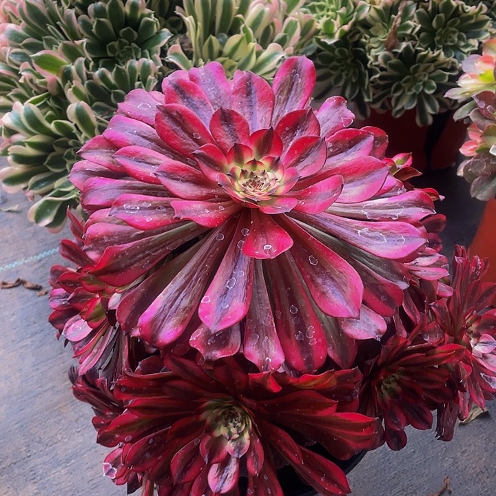 多肉植物美肌568