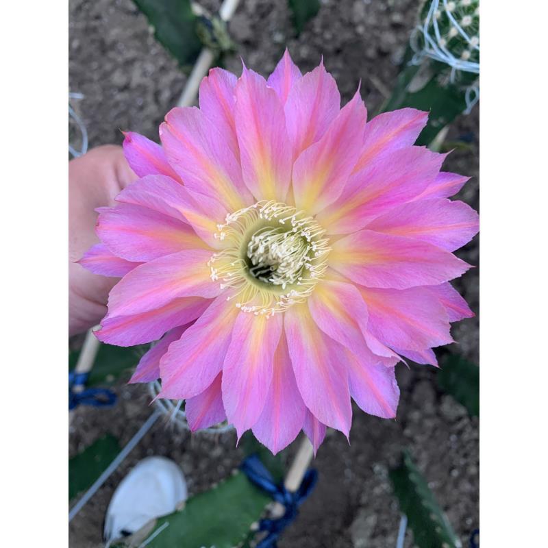自根双梦彩草尺寸以直播间为准环境不同开花不同介意勿拍