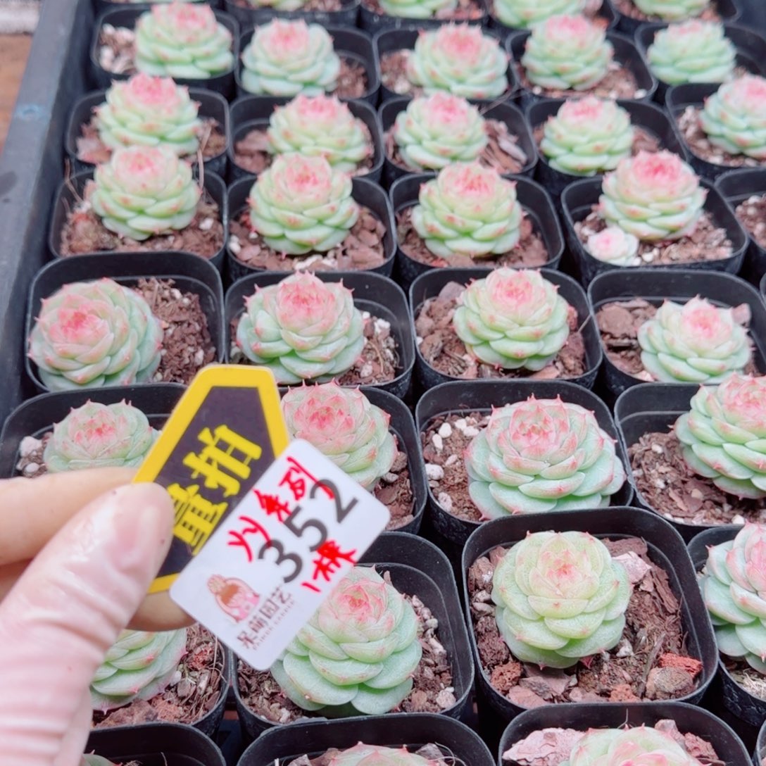 多肉植物多肉植物