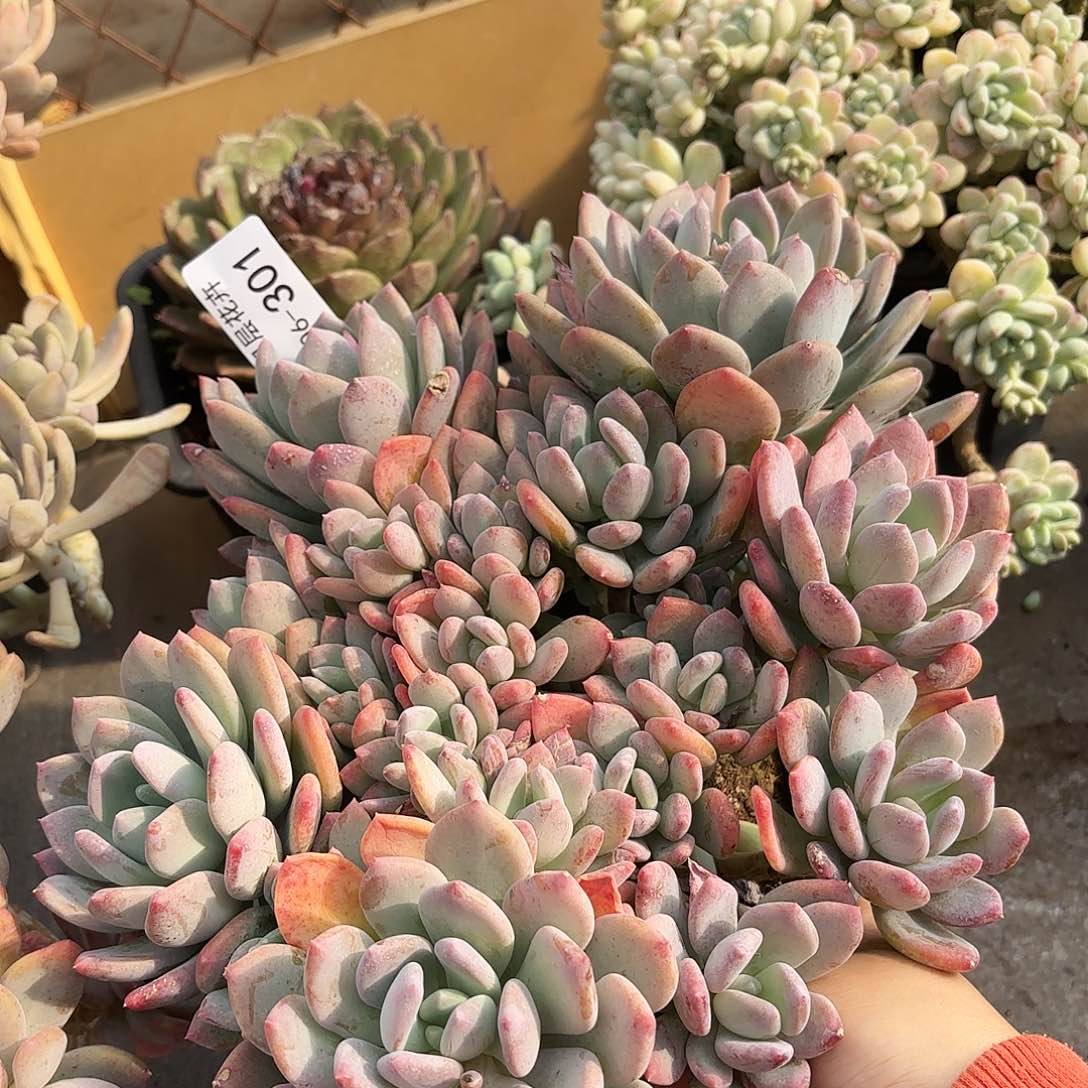 同温层多肉灰姑娘301