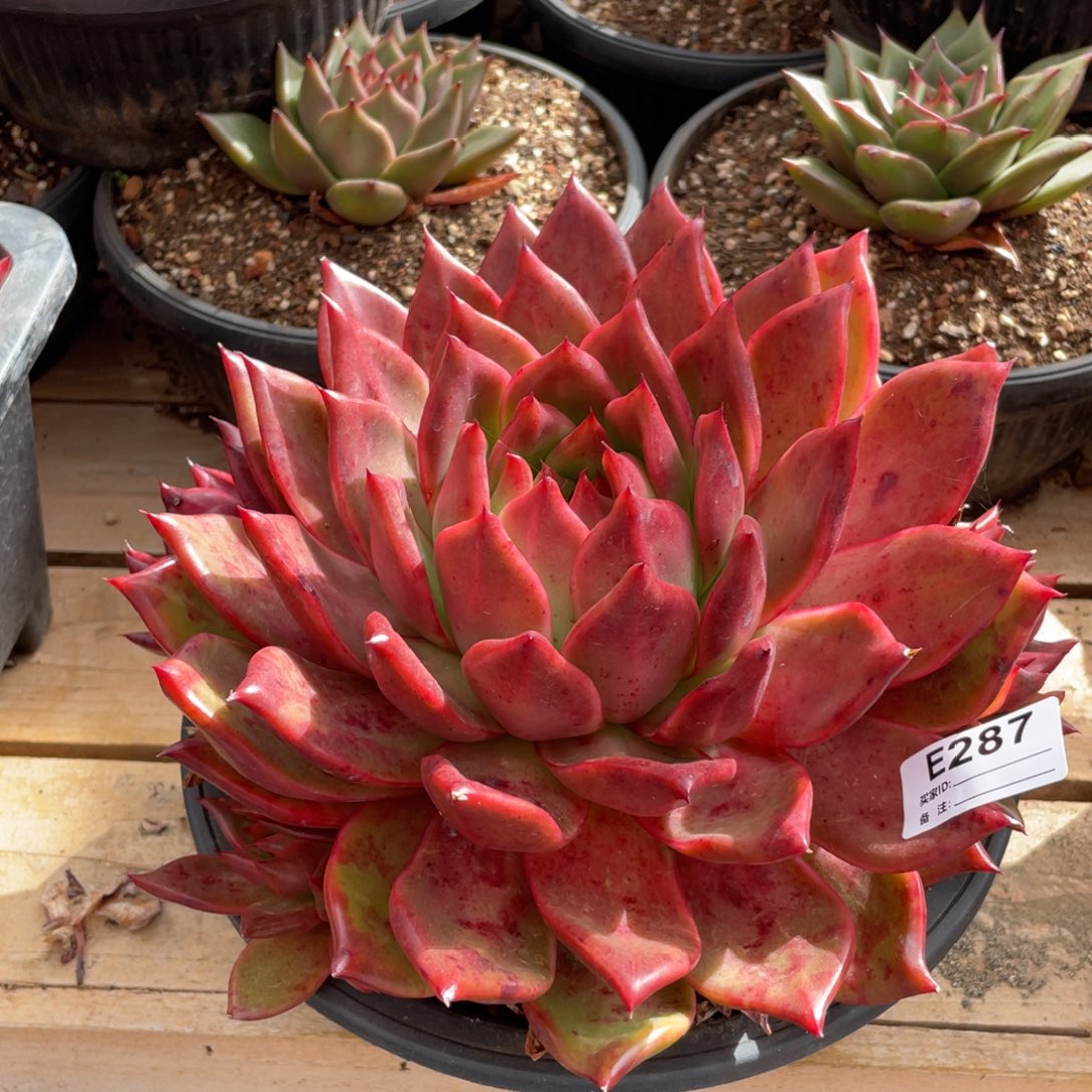 无花朵若如东云单拍E287