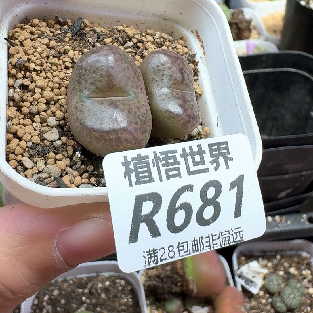 多肉植物的润泽多肉植物