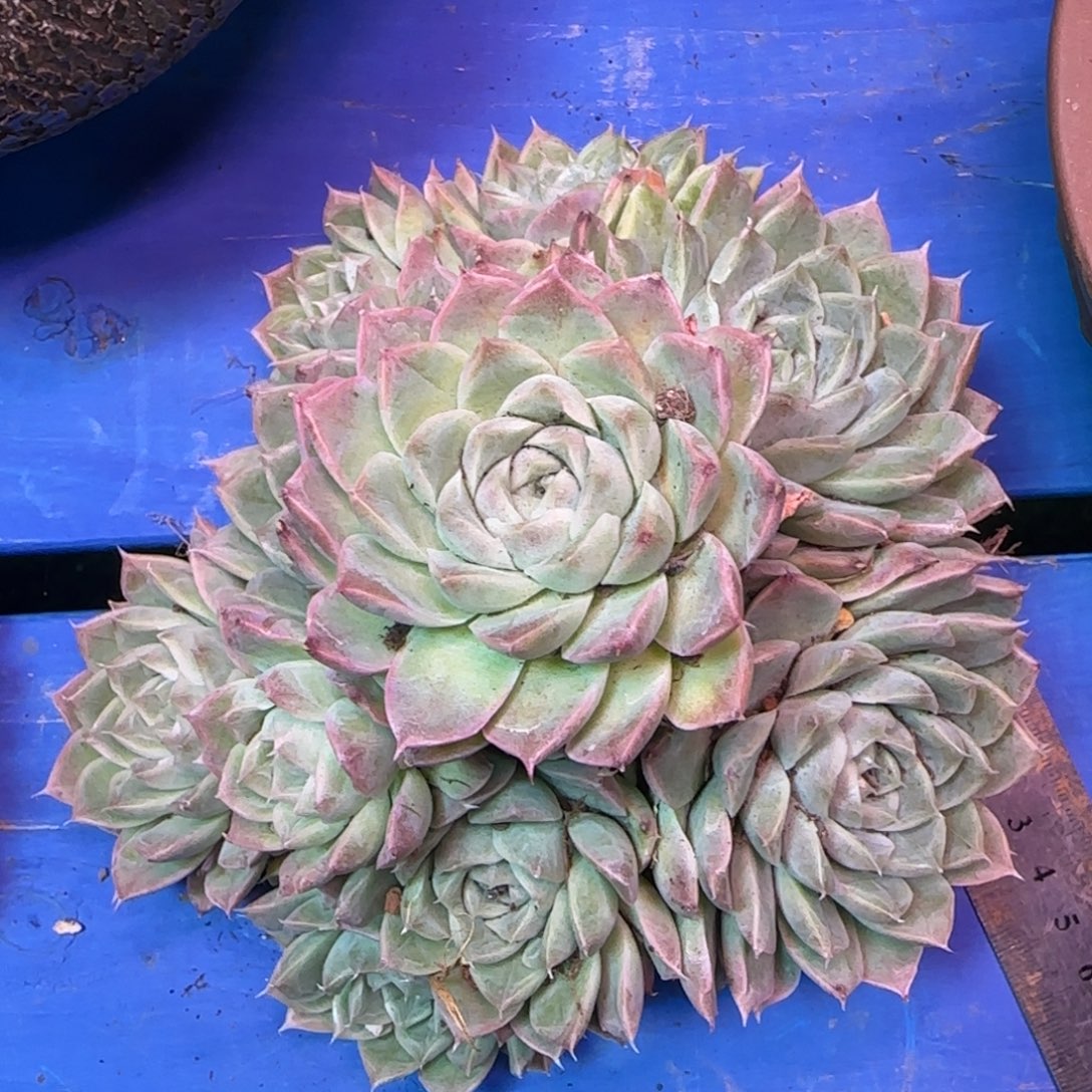 发感觉就很好很好呢008