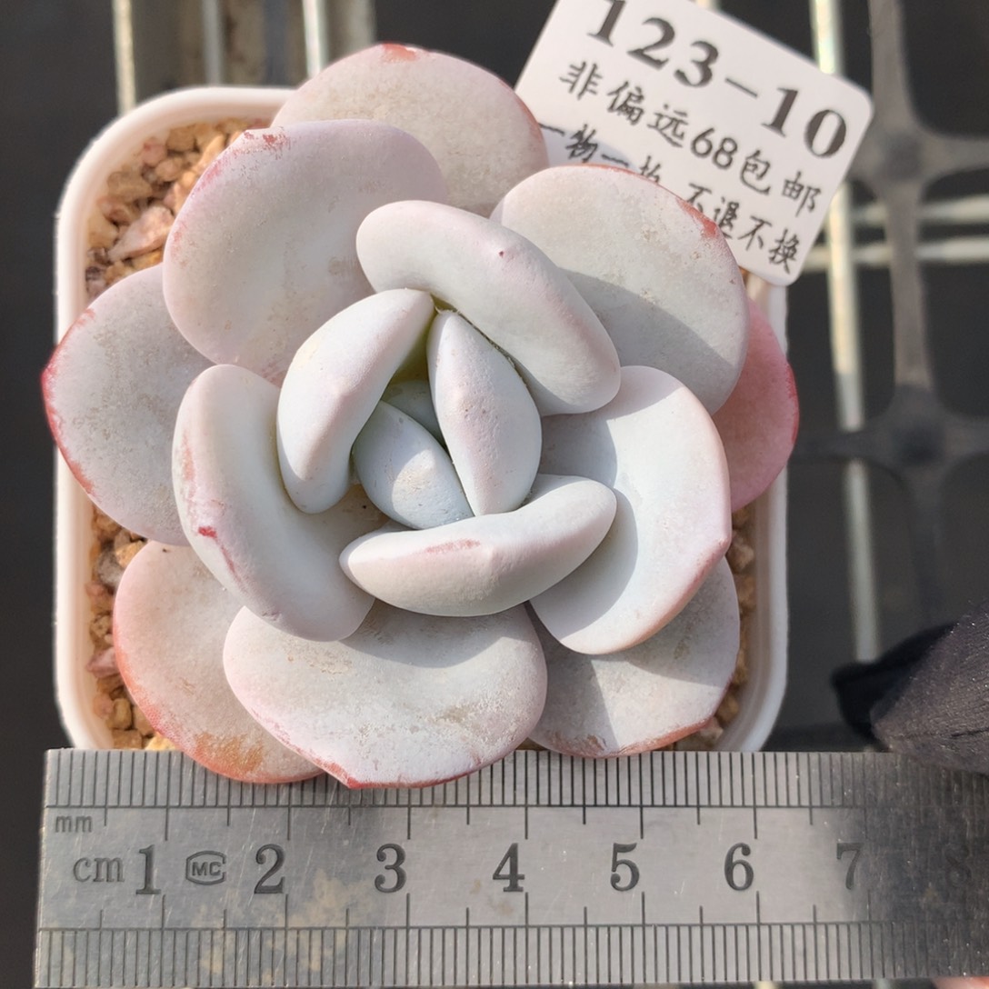 10。雪莲。满六八包邮。初八发货。