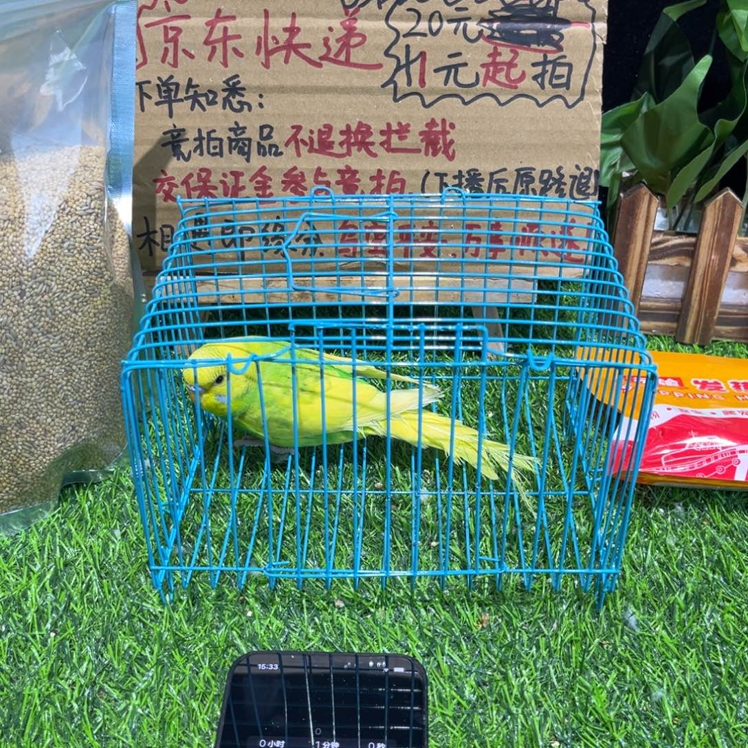 雯****虎皮鹦鹉大头虎皮鹦鹉一只，一物一拍不退换竞拍