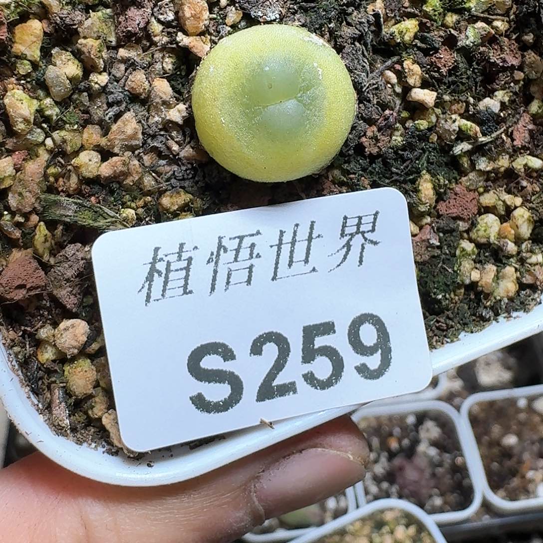 259号多肉植物哇c g