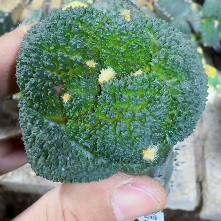 福利苗接大尤哥斯拉226