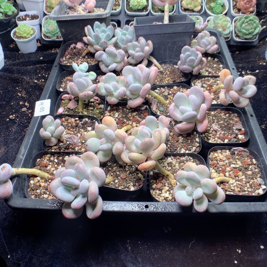 江***有无花朵W95英语英语英语英语