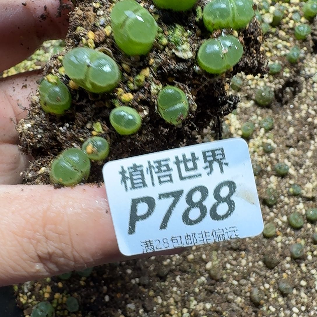 多肉植物的宋哥回家n