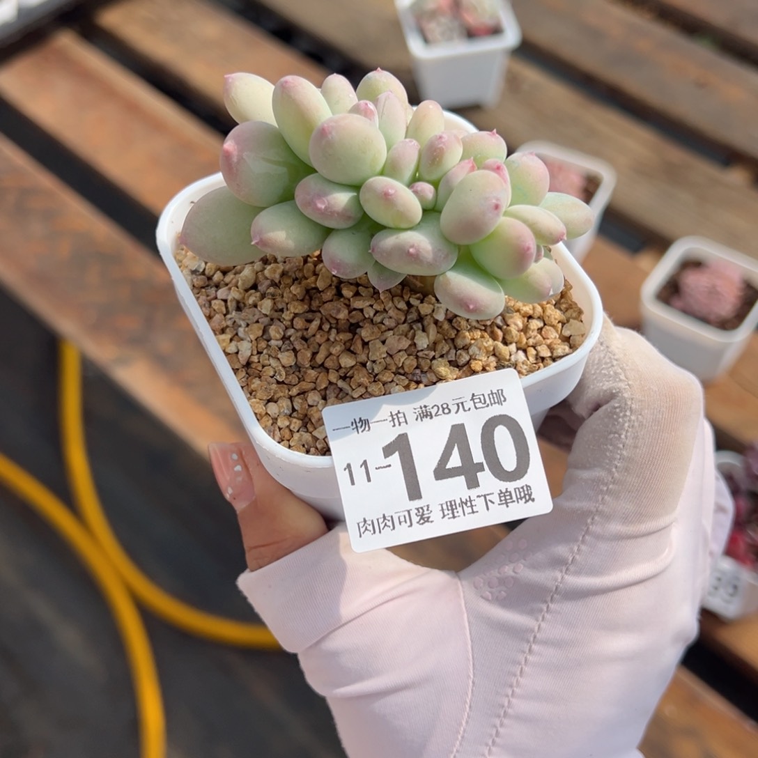 三日月美人缀化多肉多肉多肉多肉