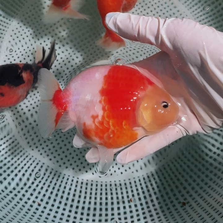 金鱼大体兰寿压成