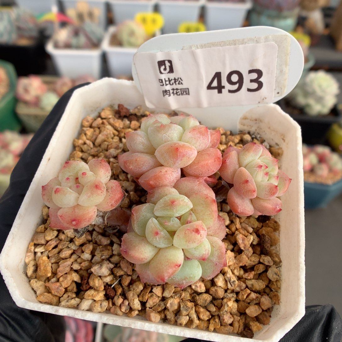 493阿尔巴佳人多肉