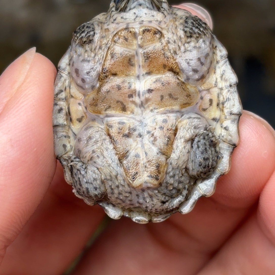 剃刀龟不分公母全品双满文粗纹黑刀