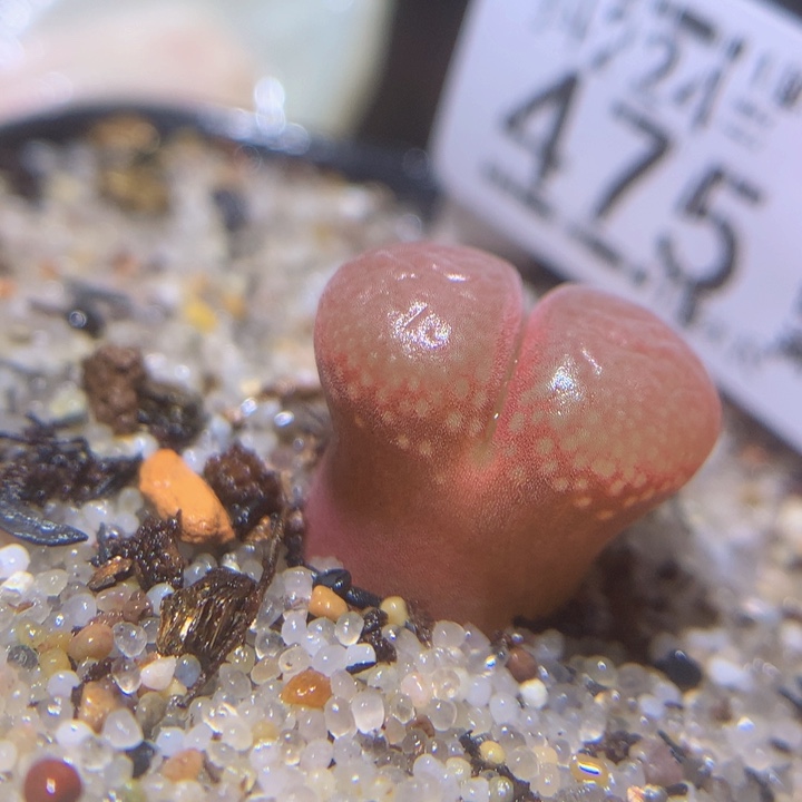 精品生石花224.475