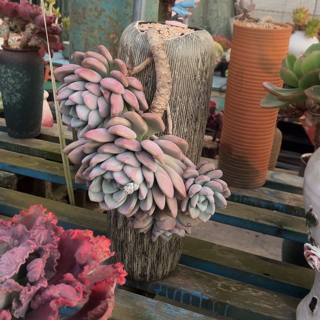 A***g奥普琳娜带盆不包物流