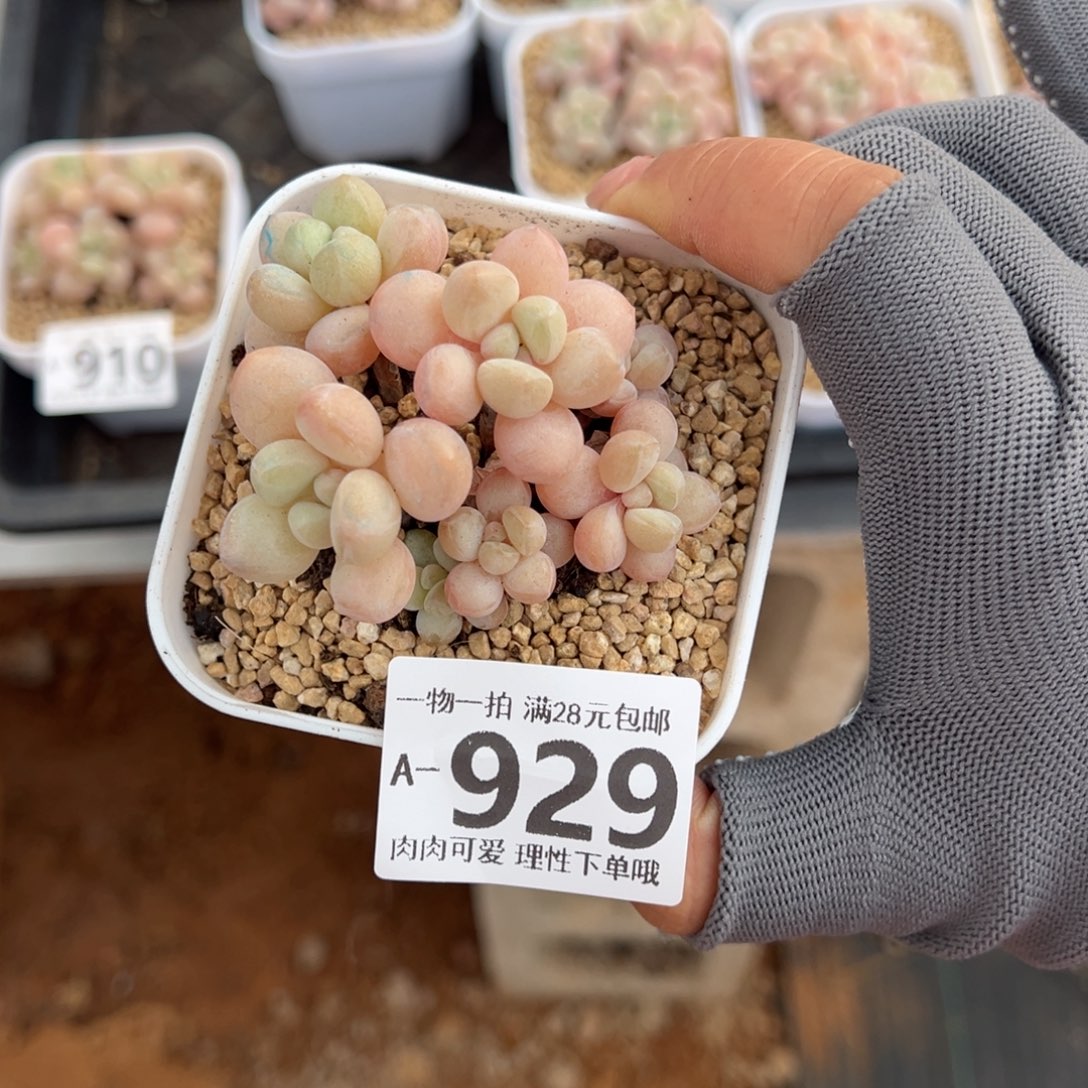 萤火虫奶多肉多肉