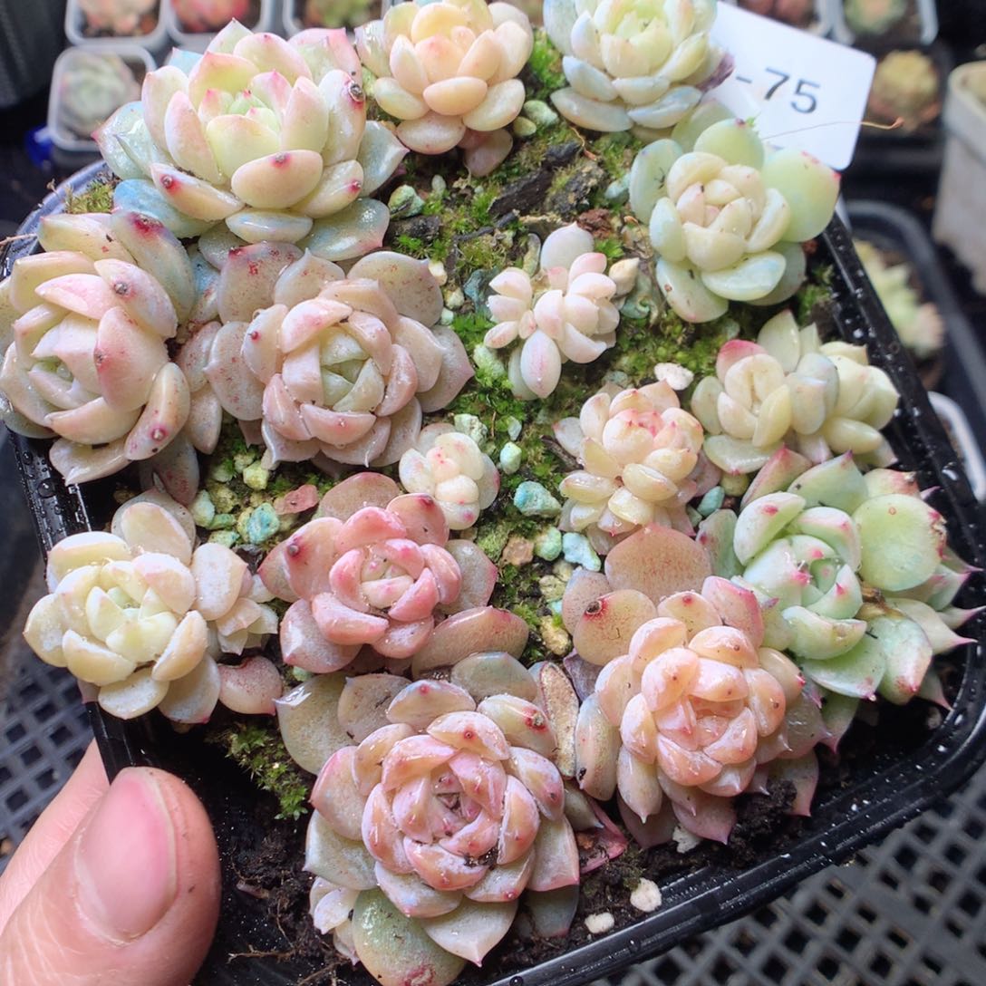 无花朵W75。yyyyyyy