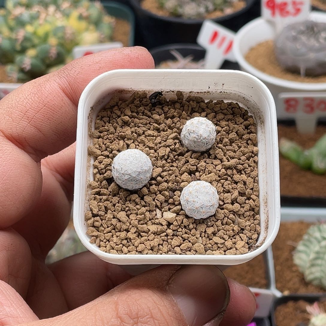 实生3颗大玉小白鸟仙人球