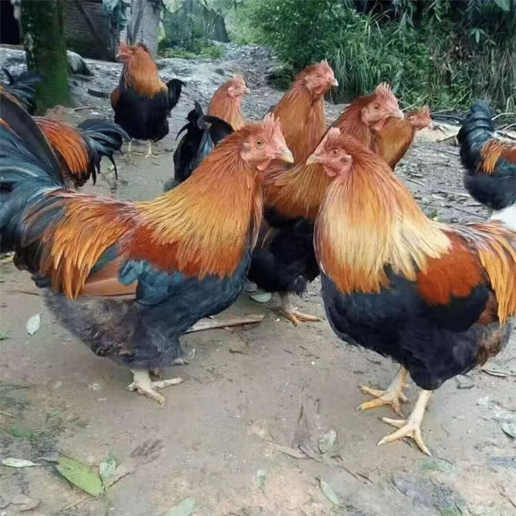 宠物鸡清远麻鸡出壳三天左右