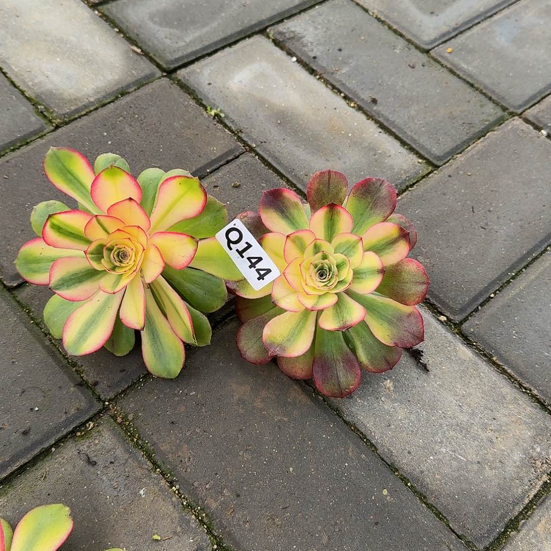 晴*.144荔枝单头带仔2个7777777